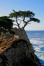Lone Cypress Tree Royalty Free Stock Photo
