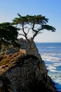 Lone Cypress Tree