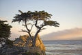 Lone Cypress Tree in California Royalty Free Stock Photo