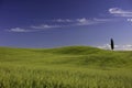 Lone cypress tree on a hill top in the fields of Tuscany with a blue sky and white clouds Italy Royalty Free Stock Photo