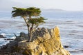 Lone Cypress Tree