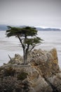 Lone Cypress Tree on 7 Mile Drive Royalty Free Stock Photo