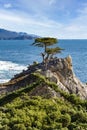 Lone Cypress Tree on 7 Mile Drive. Royalty Free Stock Photo