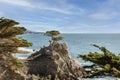 Lone Cypress Tree on 7 Mile Drive. Royalty Free Stock Photo