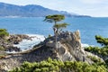 Lone Cypress Tree on 7 Mile Drive. Royalty Free Stock Photo