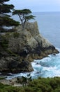 Lone Cypress tree in Monterey Bay along the 17 mile drive