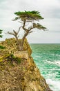 Cypress Tree - Pebble Beach, California Royalty Free Stock Photo