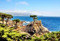 Lone Cypress Tree at Pebble Beach in California