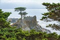 The Lone Cypress Tree stands on a granite hill off the 17-mile drive in Pebble Beach, Monterey Bay, CA Royalty Free Stock Photo