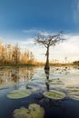 A lone cypress tree stands in a pond of lily pads, Nymphaeaceae sp. at sunset in the Okefenokee swamp of Georgia, USA Royalty Free Stock Photo