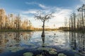 A lone cypress tree stands in a pond of lilypads in the Okefenokee swamp at sunset Royalty Free Stock Photo