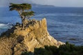 Lone Cyrpess Tree On The California Coastline Royalty Free Stock Photo