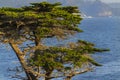 Lone Cyrpess Tree On The California Coastline Royalty Free Stock Photo