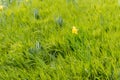 A lone daffodil on a grass filled meadow