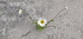 A lone daisy grows out of an asphalt crack. The road is gray but the flower is colorful.