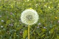 Dandelion grows on a green field Royalty Free Stock Photo