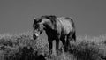 Lone dark sorrel wild horse stallion in the Salt River desert area near Scottsdale Arizona USA Royalty Free Stock Photo