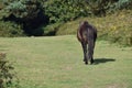 A lone Dartmoor pony stallion on the open moorland Devon. Royalty Free Stock Photo