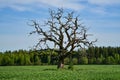 A lone dead oak tree as a natural sculpture in nature Royalty Free Stock Photo