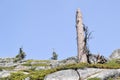 Lone dead pine tree