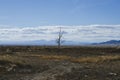 The lone dead tree in the great basin Royalty Free Stock Photo