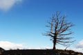 A lone dead tree against the blue sky
