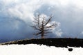 A lone dead tree against the a cloudy sky