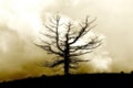 Lone dead tree against a cloudy sky, vintage