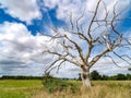 Lone dead tree with blue sky and dramatic clouds