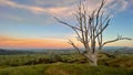 Lone dead tree on grassy hill at dusk Royalty Free Stock Photo