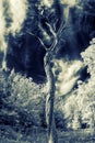 Lone Dead Tree - Infrared