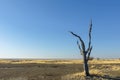 Lone dead tree on Kukonje Island