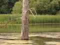 Lone dead tree in lake