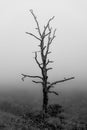 A lone dead tree in the mist in Shenandoah National Park