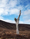 Lone dead tree in Scotland highlands Royalty Free Stock Photo