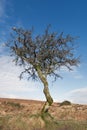 A single dead tree in a field Royalty Free Stock Photo