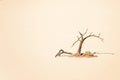 Lone dead tree in yellow sand Hidden Vlei, Sossusvlei, Namibia