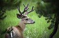 Lone Deer Royalty Free Stock Photo