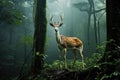 A lone deer stands in the midst of a dense forest, surrounded by towering trees., Scapegoat of rainforest development, endangered