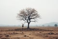 a lone deer stands under a tree in the middle of a barren field