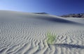 Lone desert bush on a large sand dune