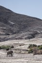 A lone Desert Elephant walking in Purros, Kaokoland, Kunene Region. Namibia. Arid landscape in river bed. Royalty Free Stock Photo