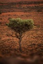 A lone desert tree stands