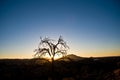 Lone desert tree at sunset