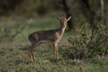 Lone Dikdik in Brush Royalty Free Stock Photo