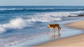 Lone dingo exploring pristine beach shoreline with gentle waves Royalty Free Stock Photo
