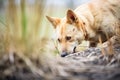 lone dingo stalking prey in a bush