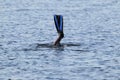 A lone diver filmed in shallow water