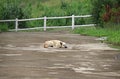 Lone Dog Lay Down and Waiting For Owner Royalty Free Stock Photo