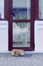 A lone dog is lying on a Mat